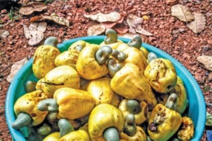 An ode to Feni – The spirit from the fruit of Goan soil