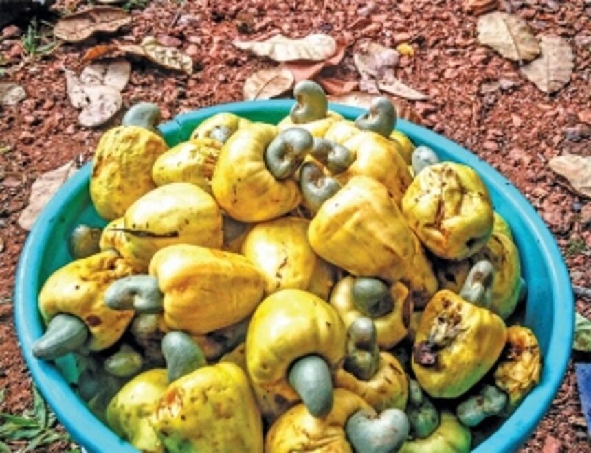 An ode to Feni – The spirit from the fruit of Goan soil