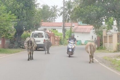 An unending saga of stray cattle in Siolim