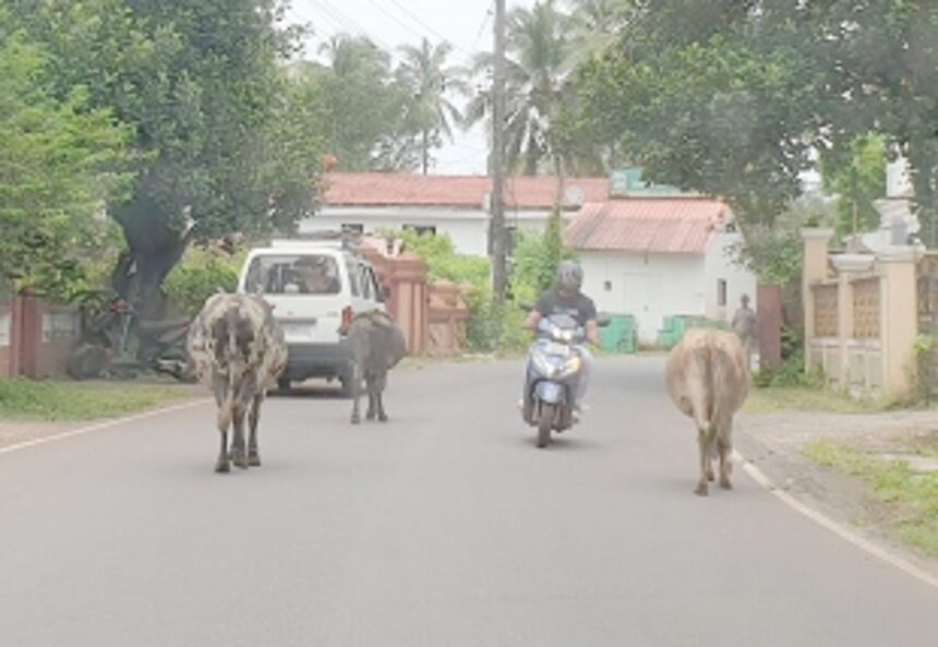 An unending saga of stray cattle in Siolim