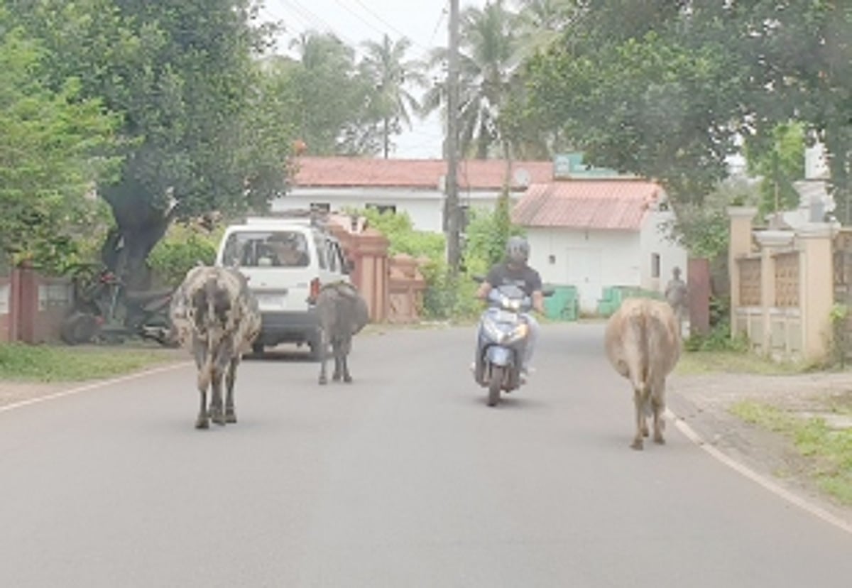 An unending saga of stray cattle in Siolim