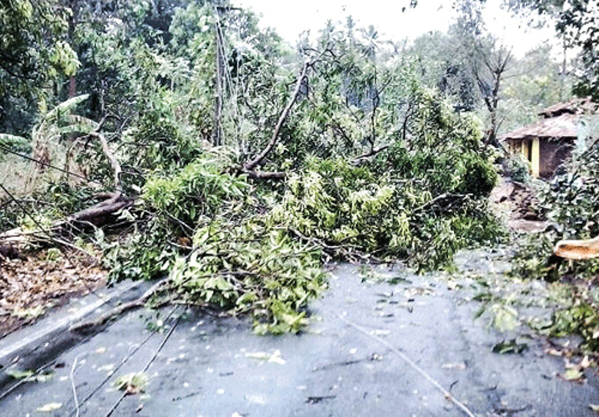 An uprooted tree blocks a road in Bicholim taluka after heavy rains and strong winds hit the area, on Friday evening.