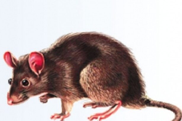 Animal Husbandry Dept bans use of glue traps to kill rodents