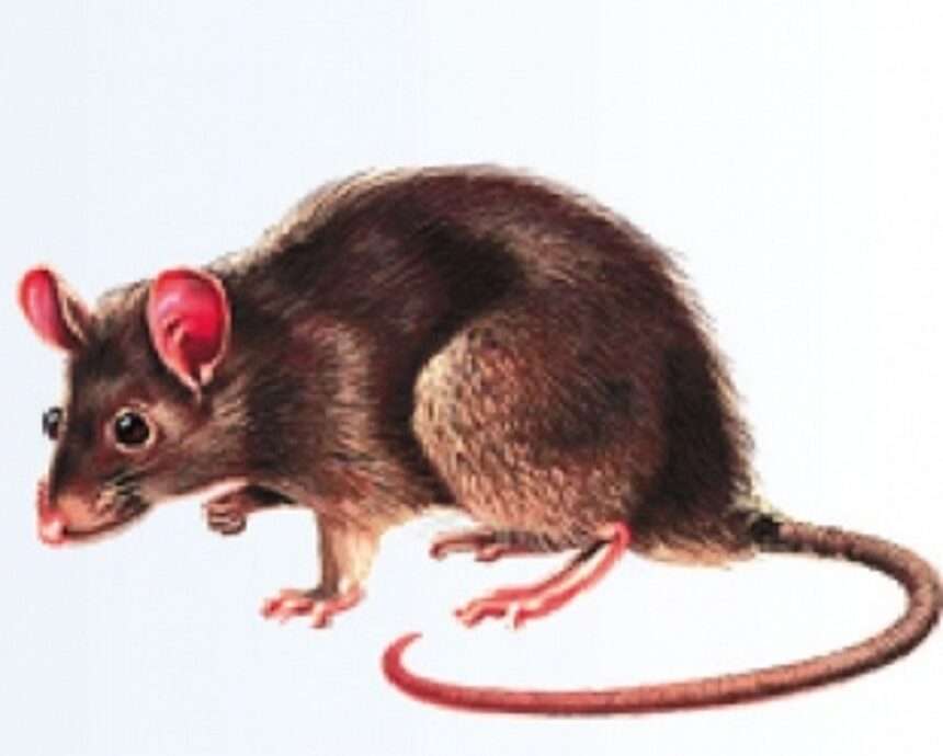 Animal Husbandry Dept bans use of glue traps to kill rodents