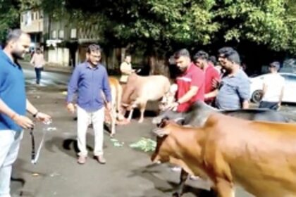 Animal lovers unite to put reflector belts on stray cattle