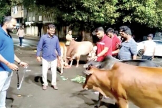 Animal lovers unite to put reflector belts on stray cattle