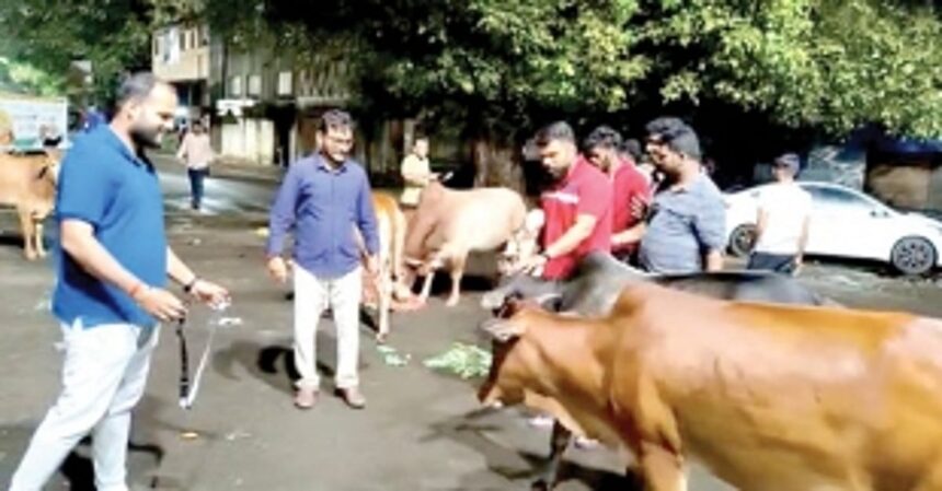Animal lovers unite to put reflector belts on stray cattle