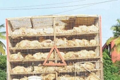 Animal rights advocates call  for ending cruelty to poultry