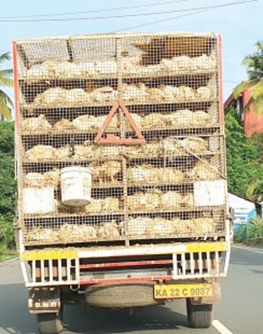 Animal rights advocates call for ending cruelty to poultry