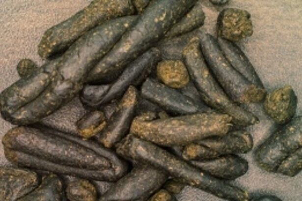 Anjuna Police seize drugs worth Rs 1.15 lakh, one arrested