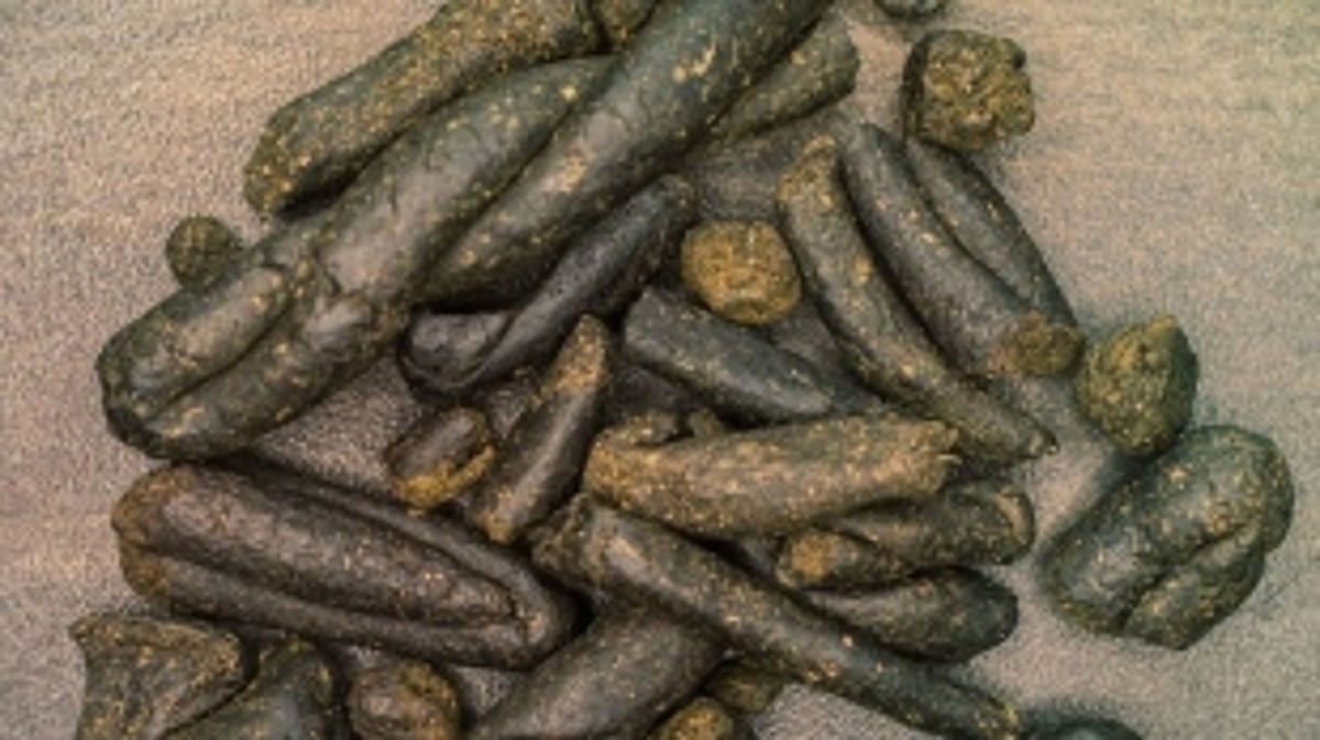 Anjuna Police seize drugs worth Rs 1.15 lakh, one arrested