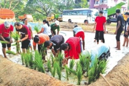 Ankle-deep in slush, Holy Spirit parishioners plant paddy in Madel