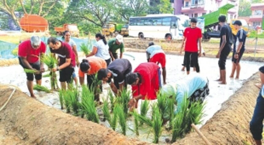 Ankle-deep in slush, Holy Spirit parishioners plant paddy in Madel
