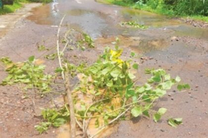 Annual menace: Overflowing sewage chambers irk Arlem locals