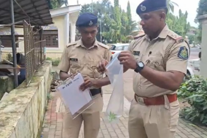 Another Cannabis Plant Discovered at Tonca Green Acres Hall in Caranzalem