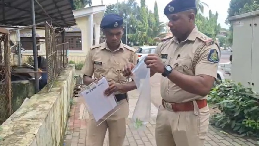 Another Cannabis Plant Discovered at Tonca Green Acres Hall in Caranzalem 1 Another Cannabis Plant Discovered at Tonca Green Acres Hall in Caranzalem