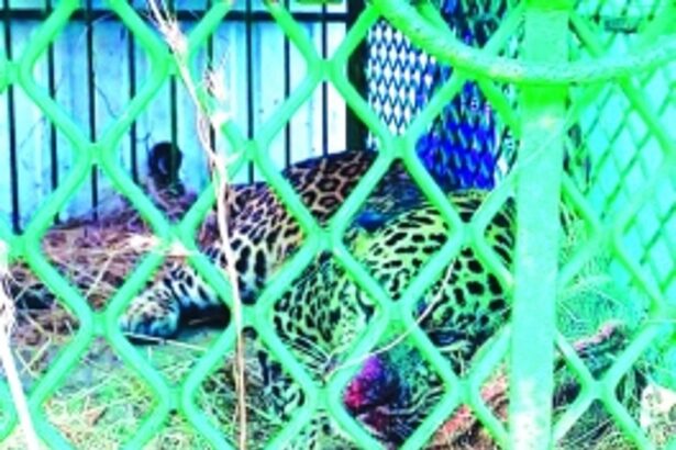 Another leopard  on the prowl, say Morpila villagers