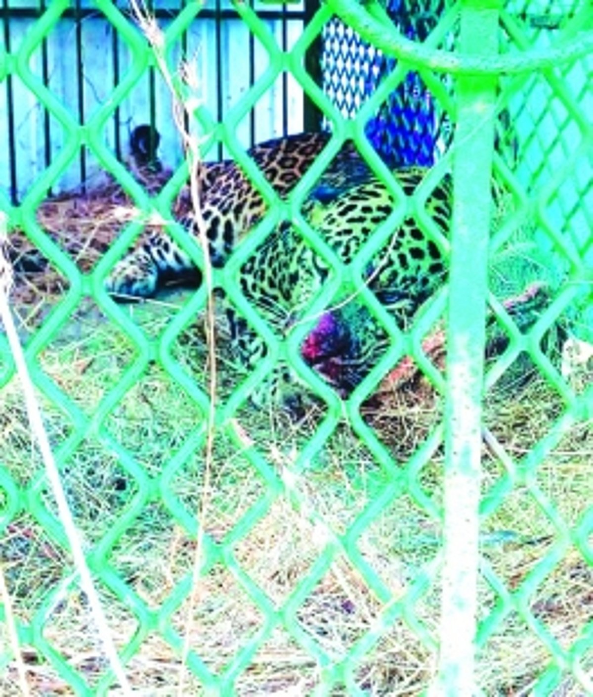 Another leopard  on the prowl, say Morpila villagers