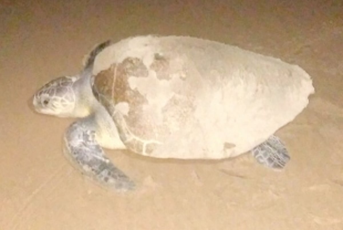 Another turtle visits Agonda beach, lays 70 eggs