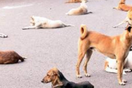 Anti-rabies   vaccination   drive in Vasco