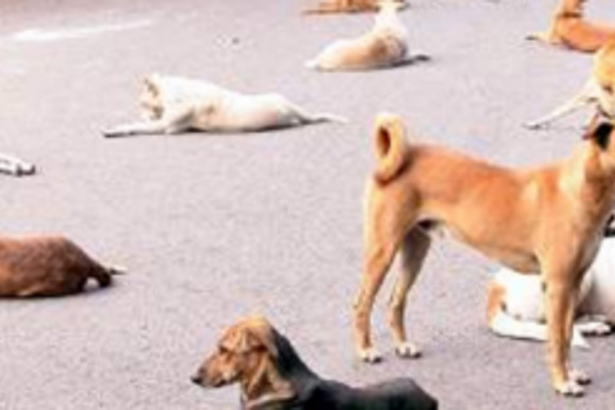 Anti-rabies   vaccination   drive in Vasco
