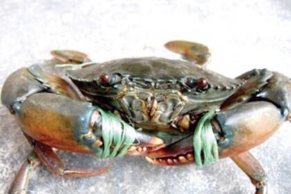 Aqua culture, crab farming picks up in a more organised way in Goa