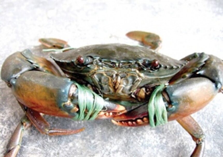 Aqua culture, crab farming picks up in a more organised way in Goa