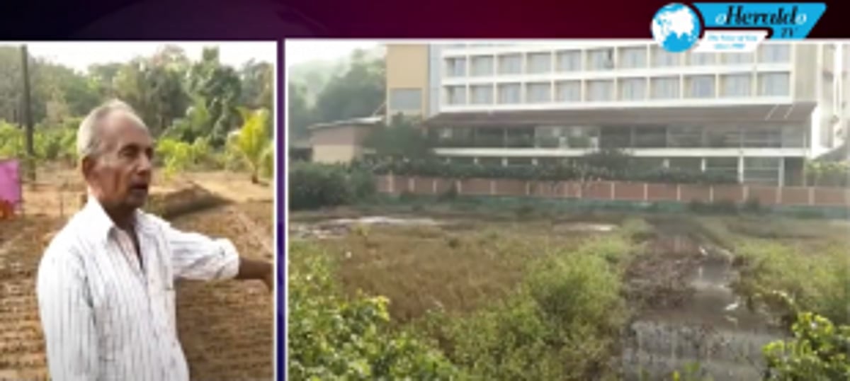 Arambol Farmer in tear after crops destroyed as saltwater enters his field