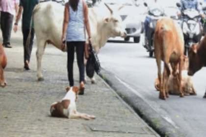 Are cattle a privileged species for MMC?