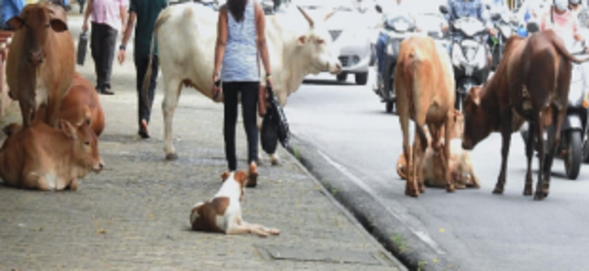 Are cattle a privileged species for MMC?