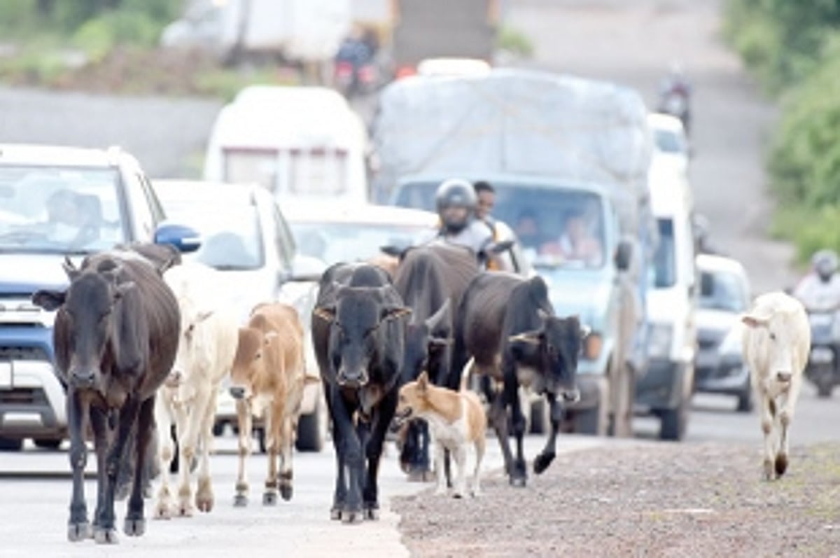 Are stray cattle ‘Speed Breakers’