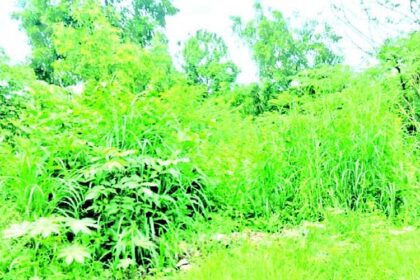 Area surrounding Vasco
bus-stand resembles a forest