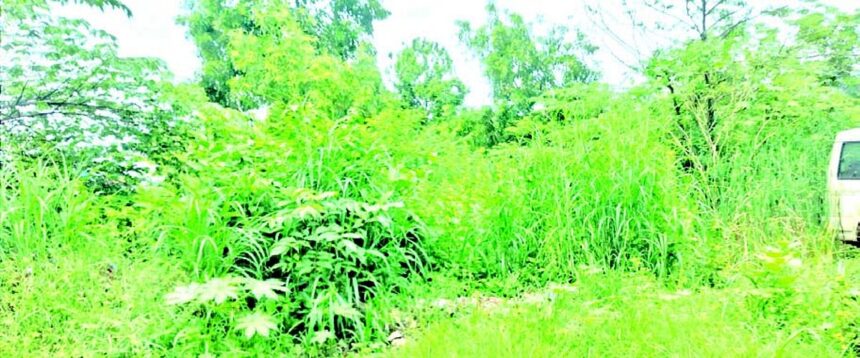 Area surrounding Vasco
bus-stand resembles a forest