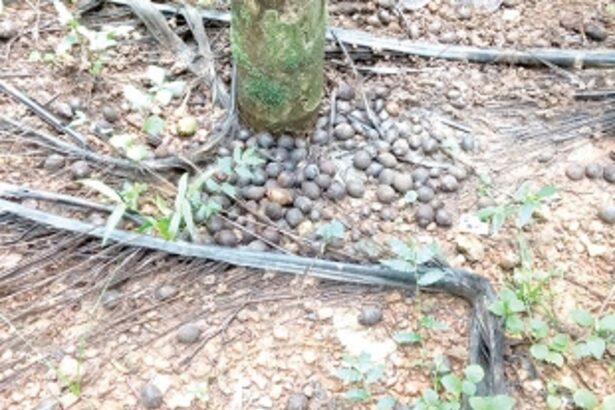 Areca-nut farmers complain of  loss due to rains, seek govt relief