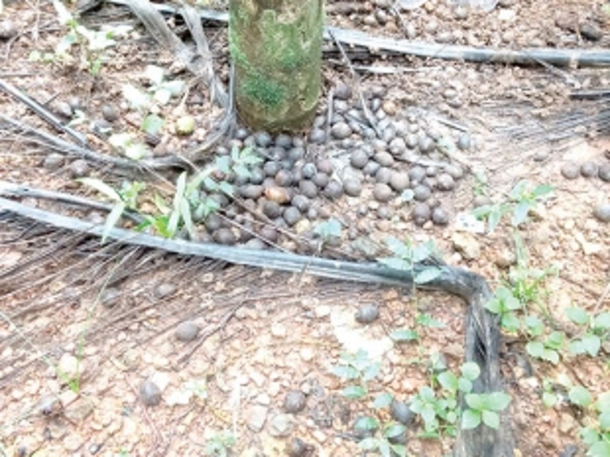 Areca-nut farmers complain of  loss due to rains, seek govt relief