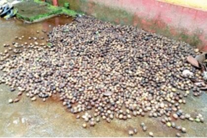 Areca nut farmers from Ponda suffer losses with heavy rains