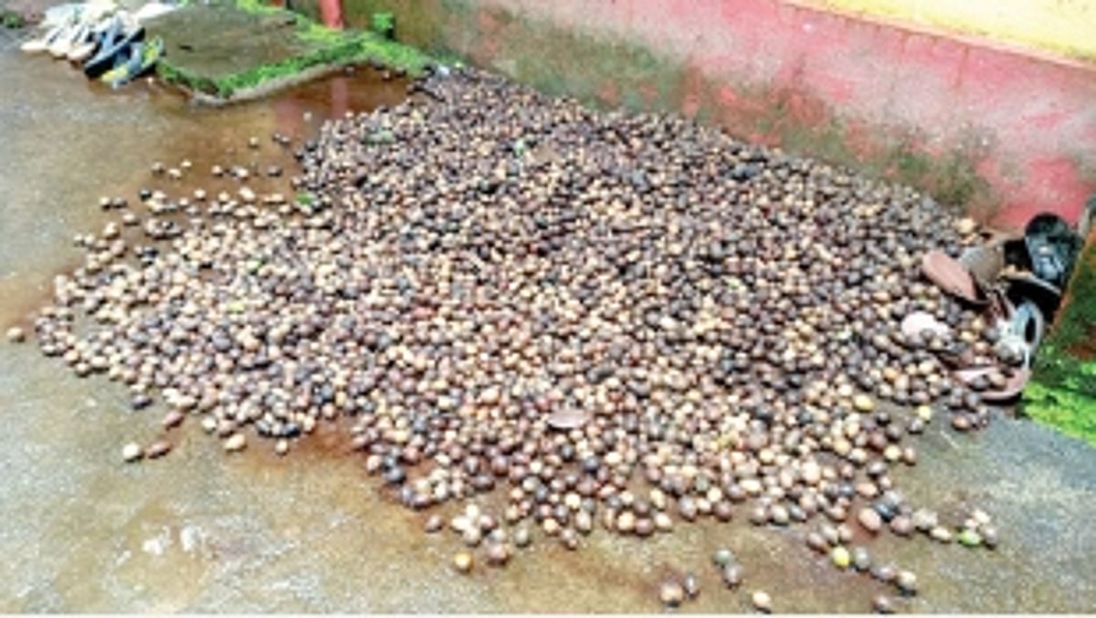 Areca nut farmers from Ponda suffer losses with heavy rains