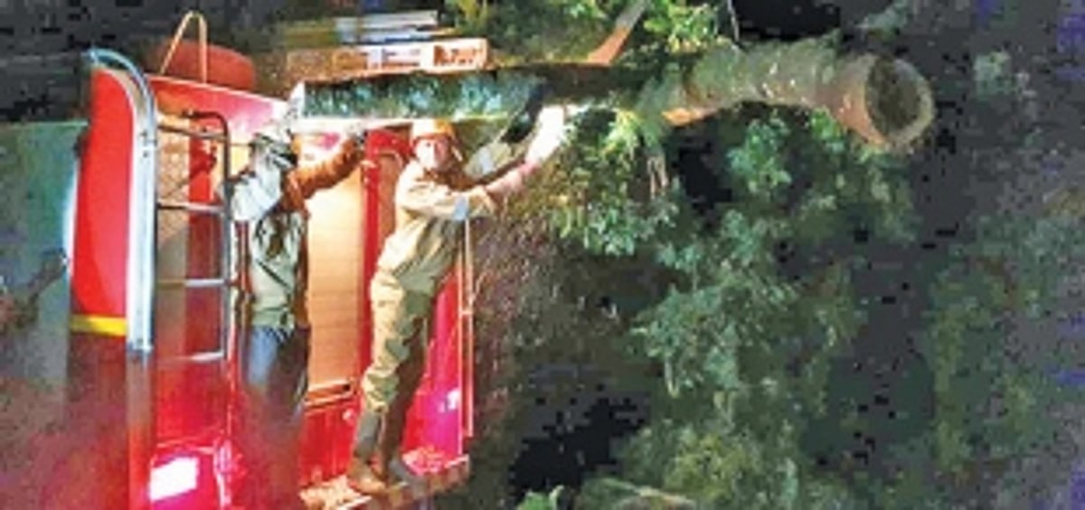 Around 50 trees crash in Canacona