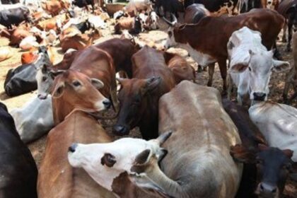 Arrests in Assam and Uttar Pradesh During Bakri Eid Over Alleged Illegal Cattle Slaughter