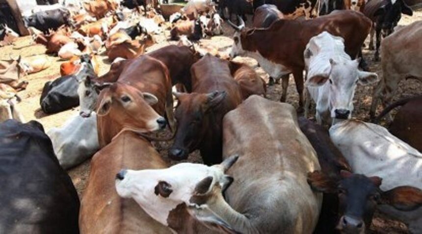 Arrests in Assam and Uttar Pradesh During Bakri Eid Over Alleged Illegal Cattle Slaughter 1 Arrests in Assam and Uttar Pradesh During Bakri Eid Over Alleged Illegal Cattle Slaughter