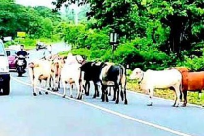 As Delhi Faces Stray Dog Crisis, Goa Struggles With Rising Stray Cattle Menace on Roads and Beaches