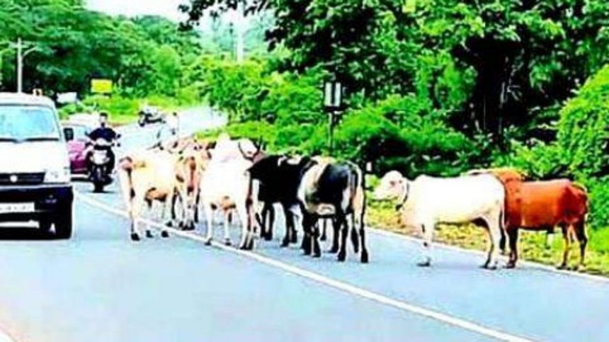 As Delhi Faces Stray Dog Crisis, Goa Struggles With Rising Stray Cattle Menace on Roads and Beaches 1 As Delhi Faces Stray Dog Crisis, Goa Struggles With Rising Stray Cattle Menace on Roads and Beaches