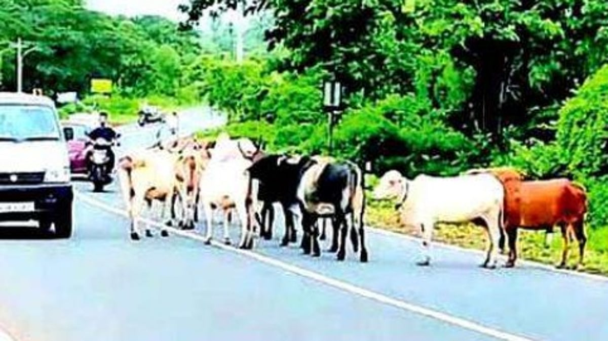 As Delhi Faces Stray Dog Crisis, Goa Struggles With Rising Stray Cattle Menace on Roads and Beaches