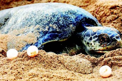 As forest dept sleeps, rave party takes over turtle nesting beach