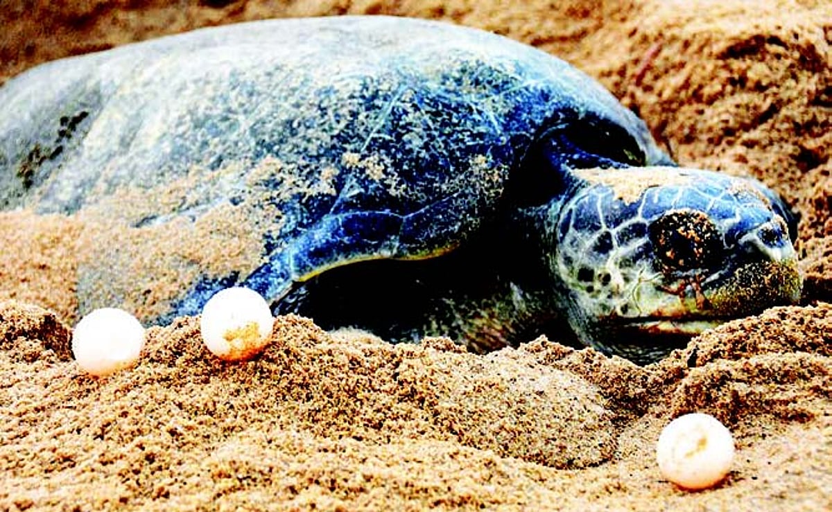 As forest dept sleeps, rave party takes over turtle nesting beach