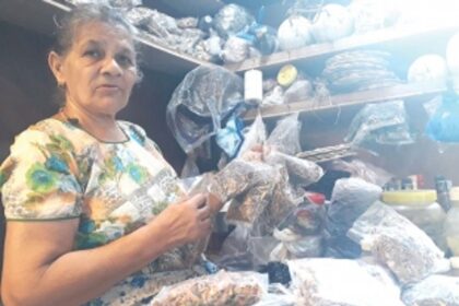 As forests in Goa vanish, so do traditional herbs that cure everything from jaundice to common colds