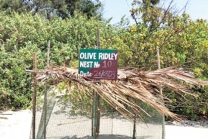 Ashvem turtle nesting site to face loud music again?