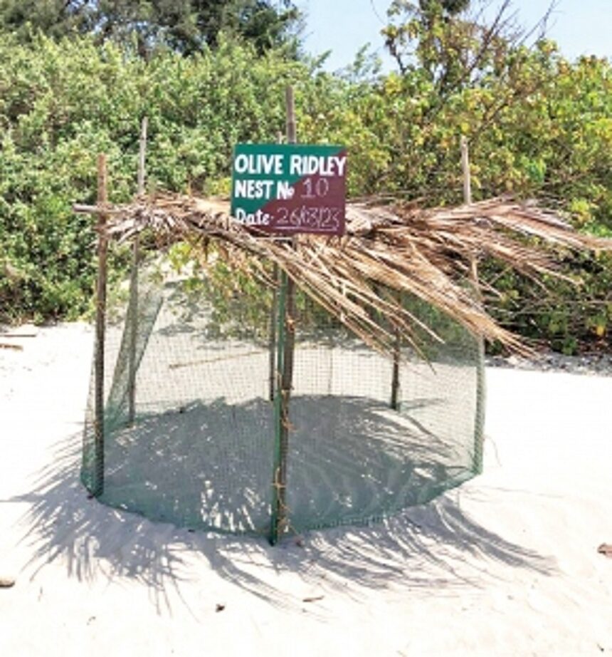 Ashvem turtle nesting site to face loud music again?