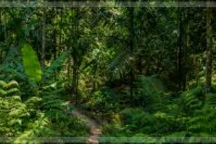 Assagao echoes against forest destruction