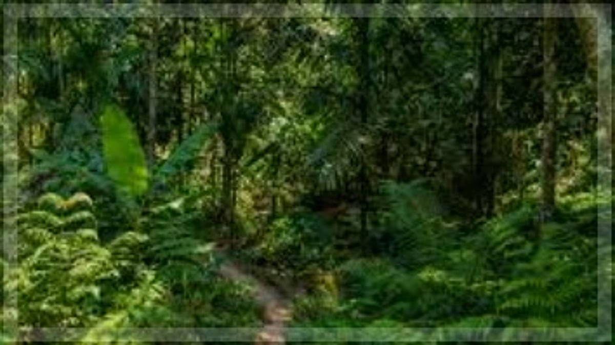 Assagao echoes against forest destruction